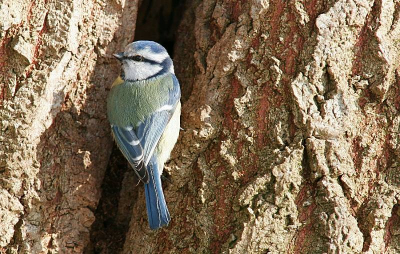 Pimpelmees opzoek naar voedsel.
www.photo-site.nl