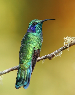Het fotograferen van kolibries op hun best is geen sinecure. Het is me niet gelukt om een klassiek vliegbeeld zoemend voor een bloem vast te leggen. Dat liet het nevelwoud niet toe. Wel zittende vogels even rustend op de vegetatie met nu en dan even een opwinding waarbij de vogels hun verenpak opzetten die in deze briljante verschijning resulteerde, tegen de achtergrond van de Savegre Mountain Lodge.