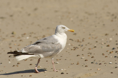 Op het strand bleef deze gewoon staan, dus ben op mijn knieen gaan zitten waarop die nog dichter bij kwam!