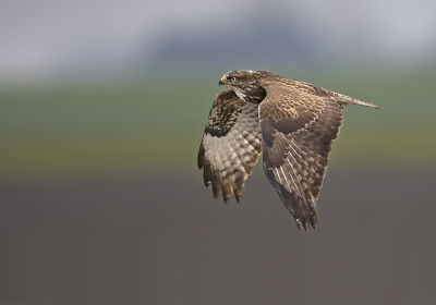 Foto is van januari 2008. Deze Buizerd kwam onverwacht voorbij gevlogen en ik kon nog snel, vanuit de auto, een paar opnames maken. Helaas stond de camera nog op onderbelichting (van een vorige foto) en werden de foto's erg donker. Door bewerking geprobeerd de foto toonbaar te maken, omdat ik het wel een mooi vliegbeeld vind.