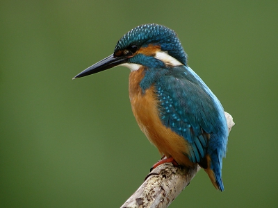 In augustus ook bij de 'bekende' plek voor de IJsvogel geweest. In mijn iegen omgeving het prachtige beestje al ontelbare malen mogen bewonderen, maar nooit redelijk kunnen vastleggen. Deze plek is dan zeer prettig. Tijdens mijn aanwezigheid geen 'acties', zoals op vele schitterende opnames op BP. Desalniettemin was en ben ik enorm blij met deze foto, al is het een wat 'algemene houding'.