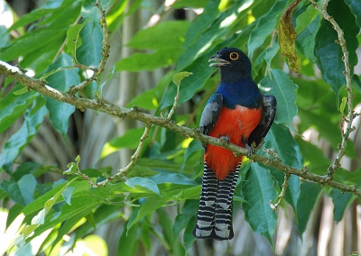 Deze prachtige Trogon had zijn nest in deze boom. Het is een mannelijk exemplaar.