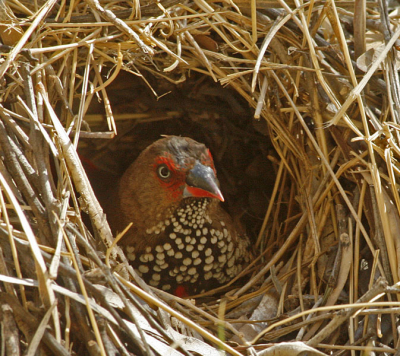 Dit kleurrijk vogeltje werd zeer nerveuzig door de camera. Snel een foto genomen en weer met rust gelaten.