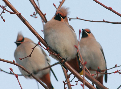 Aantal pestvogels pluderen de bessenstruiken.
www.photo-site.nl