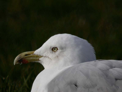 Kwam naast me zitten op het gras.
Oneindig, MF, 20X