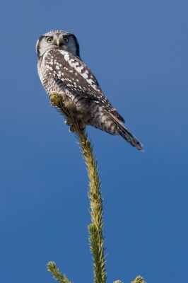 Tijdens een hike in het Revelstoke NP kwam ik deze uil tegen die mooi op de uitkijk zat in een spar. Hij was niet schuw en kon hem goed benaderen. Ik was licht gepakt, dus kon hem niet met mijn 500mm pakken, maar met mijn 100-400...