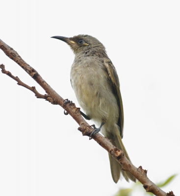 Ik vind deze niet-kleurrijke vogel wel mooi uitkomen tegen de witte achtergrond. Hij is niet 100% scherp, misschien als ik de aperture wat verhoog.