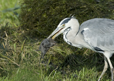 Tijdens het hekkelen waren er 9 reigers aan het 'vissen'. Deze had een flinke rat te pakken. Even goed leggen in de snavel en in z'n geheel naar binnen. Schrok zo van het moment dat ik vergat om de reiger er in zijn geheel op te krijgen. Vanuit de auto en rijstzak. Een klein beetje gecropt omwille de compositie