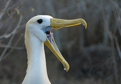 Ik vond de binnenkant van de snavel van deze albatros erg bijzonder. Het lijkt een soort binnenbek met scherpe tandjes. Deze grote vogels zijn sowieso al erg indrukwekkend maar dit beeld voegt nog wat toe.