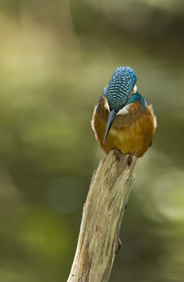 ben wat oude foto's aan het nakijken en daar kwam dit ijsvogeltje weer langs.
Voor mij persoonlijk de mooiste ijsvogel platen, vanwege
de in mijn ogen mooie achtergrond kleuren