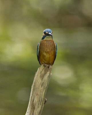 en nog eentje van dit mooie vogeltje helaas zit 
die tegenwoordig niet meer op z'n vaste stekkie.
Hopelijk komt het straks wel weer goed als we
richting winter gaan.