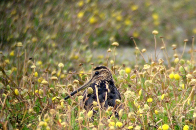 Deze watersnip hield zich schuil voor de vogelhut 'de Kluut' in de Oostvaardersplassen. Soms kwam ie even met zijn kop boven het maaiveld