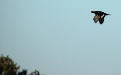 een van de zeven hanen (waaronder enkele juveniele) van die dag! Crop, levels & unsharp mask