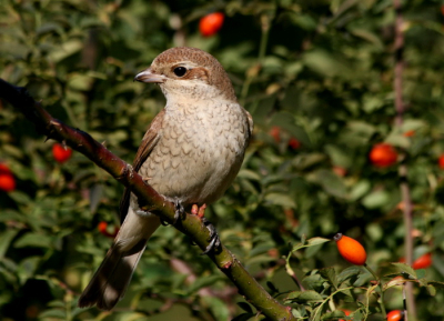 Migrating bird in city center park. It stays for at least two days in the area and provide good close views.