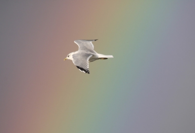 Gisteren tussen de enorme plensbuien kwam geregeld
de regenboog tevoorschijn. Tijdens de bui zaten de meeuwen allemaal met hun kop in de zelfde richting. Maar na de bui lekker zwieren en zweven.