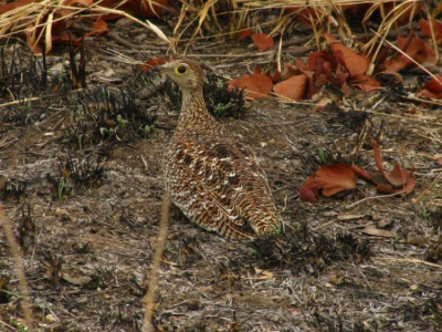 one of three Sand grouse that occur only in Southern Africa. I love the way they blend in to the leafy foilage, especially the females.