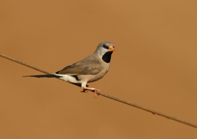 Ik had veel geluk deze dag. Nadat ik de white-rumped form had gefotografeerd kwam ook deze even kijken....