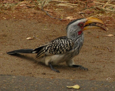 Often seen feeding on roadsides, picking insects off the road surface. Makes for great photo opportunities from the car.