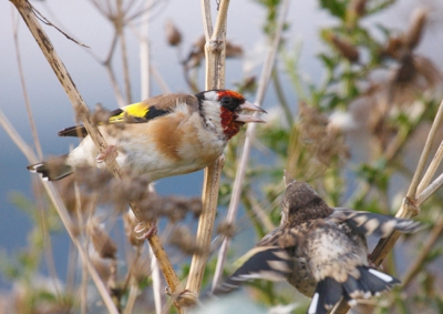 (Eerste foto voor BP) Vlak voor onze kampeerplek, in de begroeiing van de steile rand van een klif, zagen we dit tafereeltje. De ouder vogel plukte en peuterde aan de distelzaadjes, achteropgezeten door de jonge vogel. Wij zaten binnen en door een opening van de voortend rits kon ik foto's maken. Het was een topmoment van deze vakantie. Wel vroegen wij ons af: zo laat nog jongen voeren?
