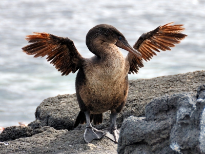 Deze aalscholver laat duidelijk zien dat de evolutie op de Galapagos hem het vliegen heeft ontnomen. Het klassieke gedrag om de vleugels te laten drogen zit er echter nog steeds in. Het blauwe oog is een leuk detail.