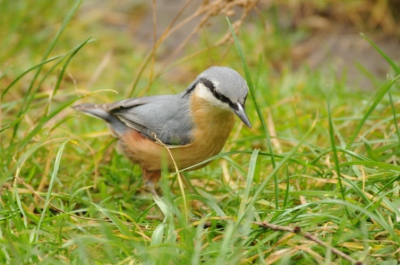 Heb de boomklever geobserveerd ,hij zoekt de zaden  steekt ze in spleet van boomstam  en eet ze daarna op.