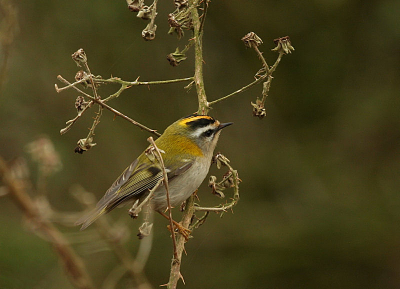 En van mn eerste vogelfoto's was van dit vuurgoudhaantje.
t Beestje was druk doende tussen de takjes. Dat n de slechte lichtomstandigheden maakten dat ik de foto niet eerder plaatste; maar nu ik hem weer zie vind ik het toch wel wat hebben..