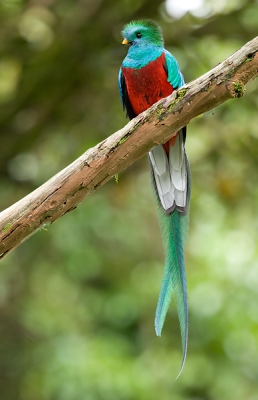 Samen met een filmploeg van National Geographic was ik getuige van deze prachtige vogel bij zijn nest, een boomholte. Ik heb het Quetzal-paar dagen kunnen volgen en fotograferen onder zeer suboptimale condities. Deze hoort tot de beste resultaten.