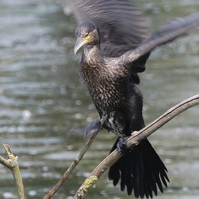 Deze aalscholver landt op een dun takje, waar we liever een ijsvogel op hadden gezien ...
Toch vind ik dit een geslaagd plaatje, en ben eens gaan experimenteren met Grain Surgery. Dit is het resultaat, ik ben benieuwd hoe dat op BP overkomt!