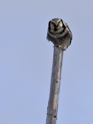 Dit is mijn eerste foto, die ik naar Birdpix stuur. De uil zat op een van de staken, die op deze hoogvlakte pal naast de weg geplaatst zijn, om bij sneeeuwval automobilisten het pad te wijzen. Spoed tijdens het fotograferen was geboden, want er was voortdurend verkeer.