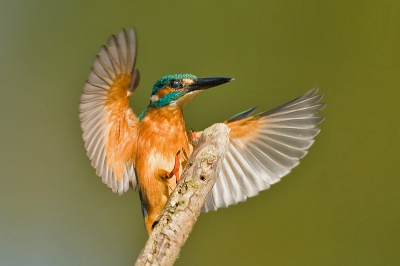 Even geluk gehad met de Ijsvogel in de Oostvaardersplassen 2 weken geleden.

www.naturfoto-erras.de