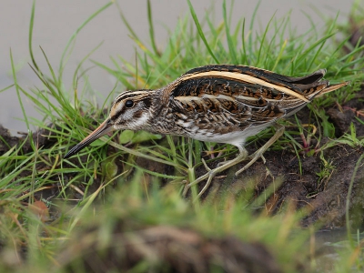 De eerste dag van het BP/NP-weekend met Peter Teune op stap geweest. Toen we bezig waren met het fotograferen van bontbekplevieren zag ik een stukje rechts van me een klein oogje uit de polderjungle naar ons turen. Aanvankelijk dachten we met een watersnip te maken te hebben, maar toen ie tevoorschijn kwam om te foerageren, was onze blijdschap nog groter. Wat toen volgde zal me altijd bij blijven: tijdens het foerageren laat deze vogel een soort schokkerig slowmotion-dansje zien. Fantastisch om te zien. In zon drie uur tijd maakte deze (zeer verborgen levende) vogel 3 keer 5 minuten een rondje om te foerageren. Op deze foto zat ie net iets hoger waardoor we m in vol ornaat konden aanschouwen. Op dit portretje is ook goed de subtiel groen glanzende gloed in het verenkleed te zien. Foto is nagenoeg fullframe.

Iedereen, en met name Arie, bedankt voor een gezellig (en iets te nat) weekend.