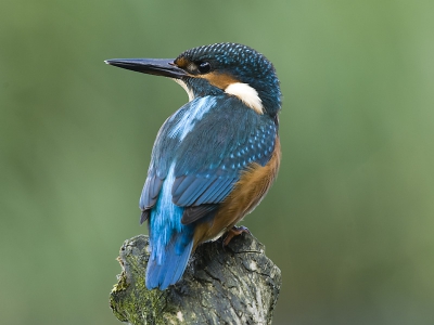 genomen vanaf een "varend" schuilhutje.
afstand tot het ijsvogeltje ongeveer 4.5 meter