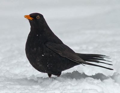 Geen groter contrast dan een mannetjes Merel in de maagdelijke sneeuw.
Met PS (shadow/highlights) contrast vermindert tussen vogel en sneeuw.