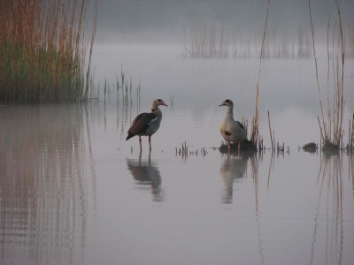 Vanuit de boot tijdens een broedvogelinventarisatie