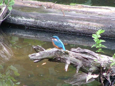 Tijdens mijn ottermonitoringstage in Duitsland heb ik het geluk gehad deze ijsvogels te kunnen fotograferen. Ik zat al op die plek om een otter te fotograferen, toen er een ijsvogeltje landde die daar libelles en insecten uit het water ging eten. Even later landde er kort zelfs nog een tweede ijsvogeltje, hun broednest was niet ver van deze plaats. 

Ik vind de foto's heel bijzonder, maar ben geen specialist en zou graag tips willen over wat ik het beste met deze foto's zou kunnen doen. 

Met vriendelijke groet, 


M. Kaandorp