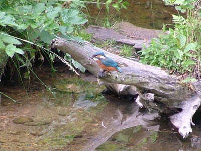 Tijdens mijn ottermonitoringstage in Duitsland heb ik het geluk gehad deze ijsvogels te kunnen fotograferen. Ik zat al op die plek om een otter te fotograferen, toen er een ijsvogeltje landde die daar libelles en insecten uit het water ging eten. Even later landde er kort zelfs nog een tweede ijsvogeltje, hun broednest was niet ver van deze plaats. 

Ik vind de foto's heel bijzonder, maar ben geen specialist en zou graag tips willen over wat ik het beste met deze foto's zou kunnen doen. 

Met vriendelijke groet, 


M. Kaandorp
