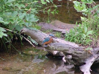Tijdens mijn ottermonitoringstage in Duitsland heb ik het geluk gehad deze ijsvogels te kunnen fotograferen. Ik zat al op die plek om een otter te fotograferen, toen er een ijsvogeltje landde die daar libelles en insecten uit het water ging eten. Even later landde er kort zelfs nog een tweede ijsvogeltje, hun broednest was niet ver van deze plaats. 

Ik vind de foto's heel bijzonder, maar ben geen specialist en zou graag tips willen over wat ik het beste met deze foto's zou kunnen doen. 

Met vriendelijke groet, 


M. Kaandorp
