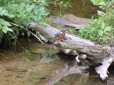 Tijdens mijn ottermonitoringstage in Duitsland heb ik het geluk gehad deze ijsvogels te kunnen fotograferen. Ik zat al op die plek om een otter te fotograferen, toen er een ijsvogeltje landde die daar libelles en insecten uit het water ging eten. Even later landde er kort zelfs nog een tweede ijsvogeltje, hun broednest was niet ver van deze plaats. 

Ik vind de foto's heel bijzonder, maar ben geen specialist en zou graag tips willen over wat ik het beste met deze foto's zou kunnen doen. 

Met vriendelijke groet, 


M. Kaandorp