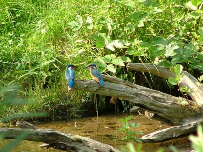 Tijdens mijn ottermonitoringstage in Duitsland heb ik het geluk gehad deze ijsvogels te kunnen fotograferen. Ik zat al op die plek om een otter te fotograferen, toen er een ijsvogeltje landde die daar libelles en insecten uit het water ging eten. Even later landde er kort zelfs nog een tweede ijsvogeltje, hun broednest was niet ver van deze plaats. 

Ik vind de foto's heel bijzonder, maar ben geen specialist en zou graag tips willen over wat ik het beste met deze foto's zou kunnen doen. 

Met vriendelijke groet, 


M. Kaandorp