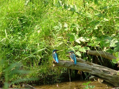 Tijdens mijn ottermonitoringstage in Duitsland heb ik het geluk gehad deze ijsvogels te kunnen fotograferen. Ik zat al op die plek om een otter te fotograferen, toen er een ijsvogeltje landde die daar libelles en insecten uit het water ging eten. Even later landde er kort zelfs nog een tweede ijsvogeltje, hun broednest was niet ver van deze plaats. 

Ik vind de foto's heel bijzonder, maar ben geen specialist en zou graag tips willen over wat ik het beste met deze foto's zou kunnen doen. 

Met vriendelijke groet, 


M. Kaandorp