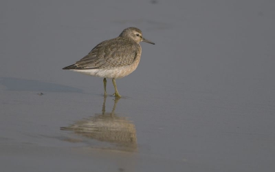en ja hoor, daar komen de kanoeten weer!!! wat een mooie vogels toch, vind ik