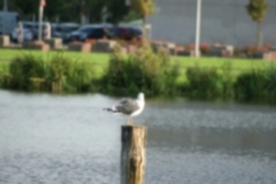 De foto is gemaakt bij een park daar zat hij te rusten op de paal