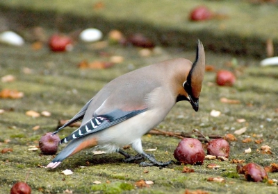 Vanmiddag staan te knoeien bij de Jap. Pestvogel. Dankzij Phhotoshop en Neat Image toch nog een aanvaardbaar resultaat.

Meer plaatjes op http://hterhaar.photosite.com/