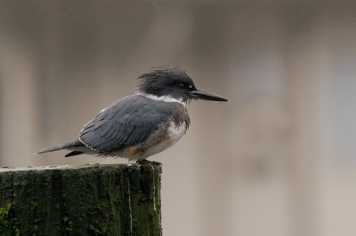 Nadat we van een geslaagde berentrip terugkwamen in het kleine haventje van Telegraph Cove was het inmiddels gaan regenen.  Vanaf de boot zag ik deze ijsvogel al zitten en ben rustig een goede en droge positie gaan uitzoeken voor een opname.  Hij bleef mooi op zijn paal zitten.