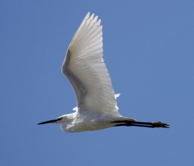 De reiger kwam langsvliegen terwijl ik foto's aan het maken was van een stel visdiefjes. En 'k moet bekennen: eerst geknipt, en toen gekeken wat er zo langs kwam viegen. Gewoon mooi, toch??!!