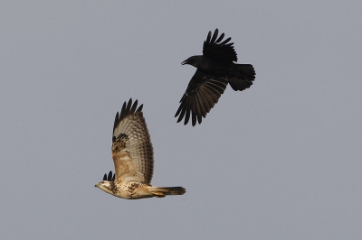 Op de Puinhoop bij Katwijk waar wij ieder najaar de vogeltrek staan waar te nemen kwam ineens een Buizerd met rare buitelingen aanvliegen. Een Zwarte Kraai bleek de schuldige van deze vreemde buitelingen die de Buizerd maakte. De Zwarte Kraai zat hem constant op de hielen en hield dit 100-en meters vol. De Buizerd keek vaak om, om te zien waar de kraai zich bevond.