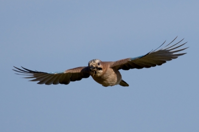 European Jay in flight
I wait a long time for this picture