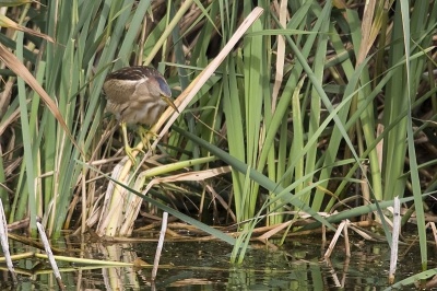 In het voorjaar heeft deze in zuid limburg langere tijd gezeten. Na een paar keer terug te zijn geweest eindelijk leuke foto'servan kunnen maken.
