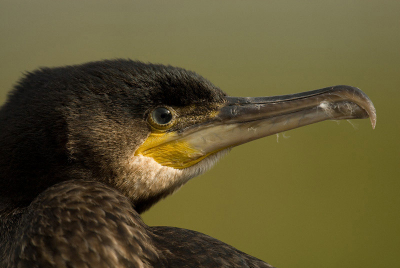 Portretje van deze aalscholver uit de haven van Terschelling.