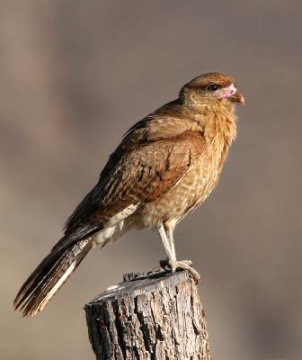 Net het indianendorp Cachi in de Andes verlaten en het is een prachtige ochtend, na een flinke onweersbui. Langs de weg veel vogels waaronder deze Chimango caracara.
